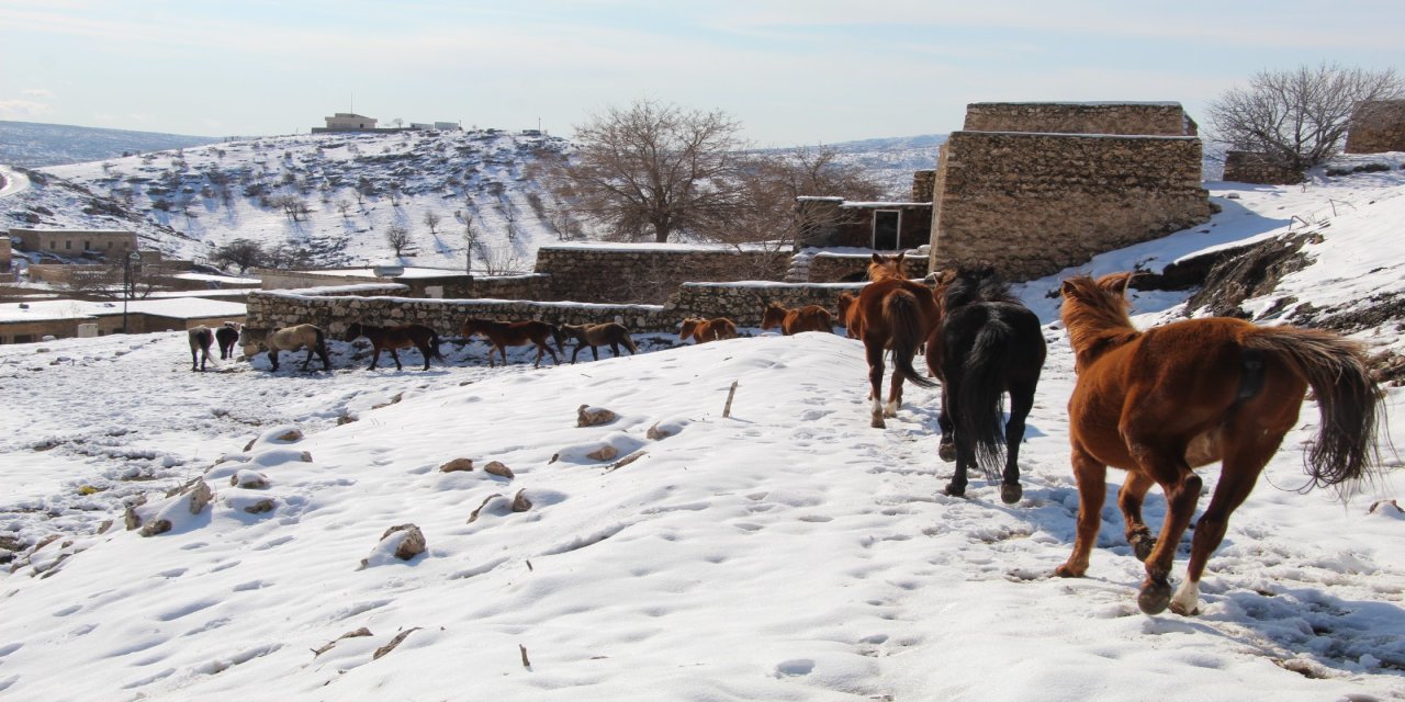 Şırnak’ta Yılkı Atları Fotoğrafçıların Gözdesi Oldu