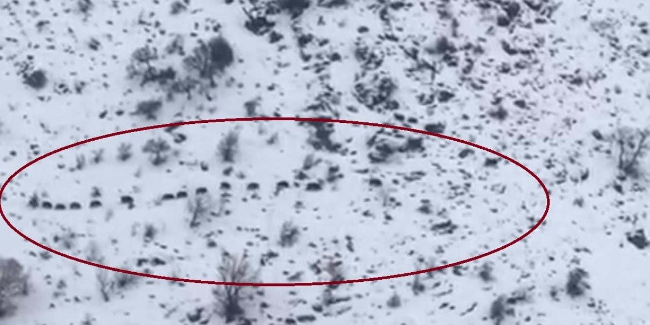 Diyarbakır'da ilk defa sürü halinde gezen domuz görüldü