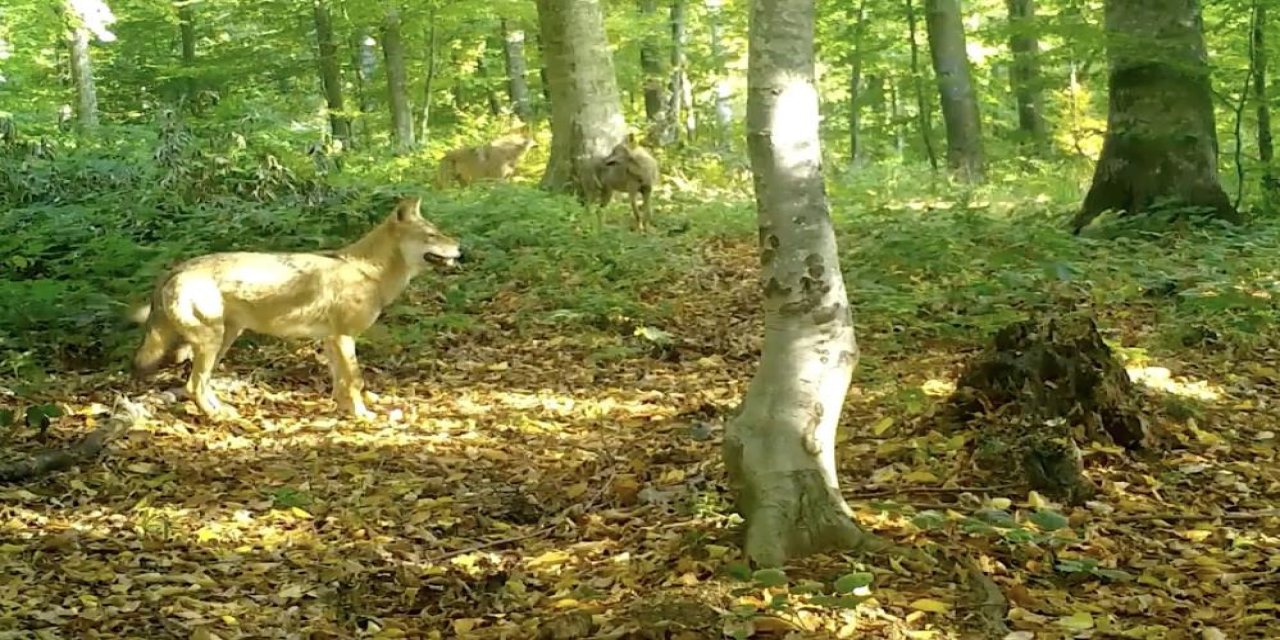 'Kurtlar konseyi' Uludağ'da toplandı