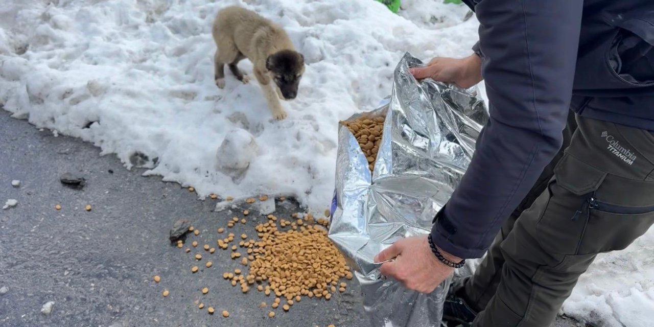 Haytap Gönüllüleri Şırnak’ta Sokak Hayvanları İçin Sahada