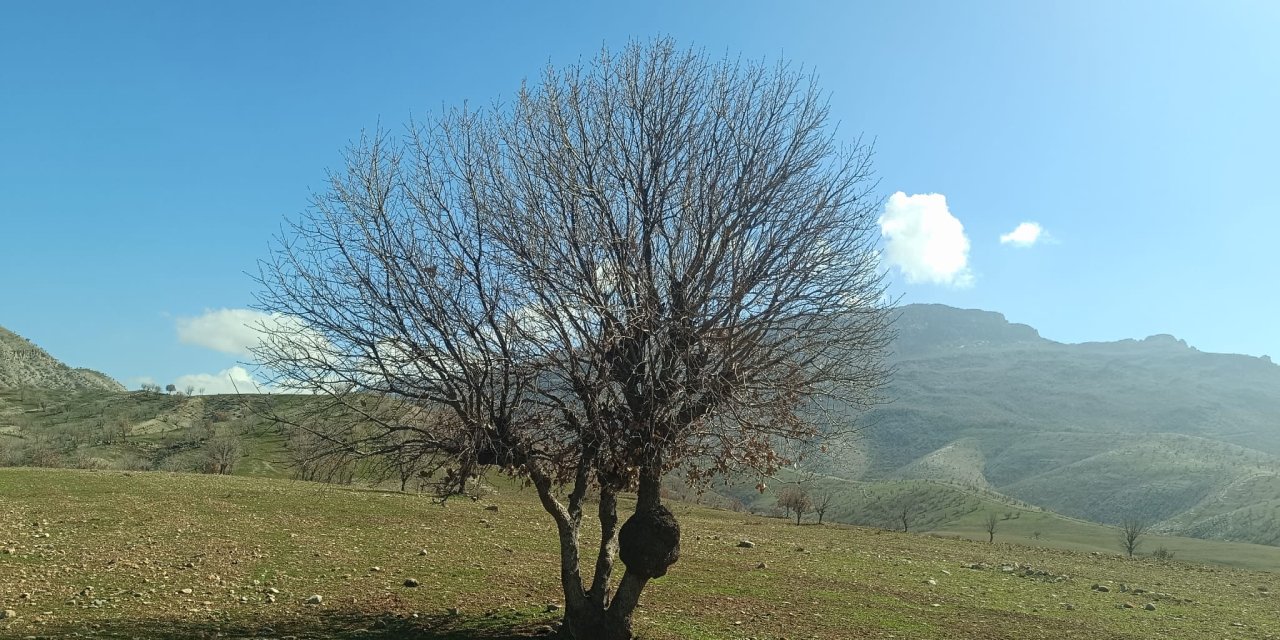 Şırnak’ta Gövdesindeki Sır Herkesi Şaşırttı! "Doğa Mucizesi mi Yoksa Bir Hastalık mı?