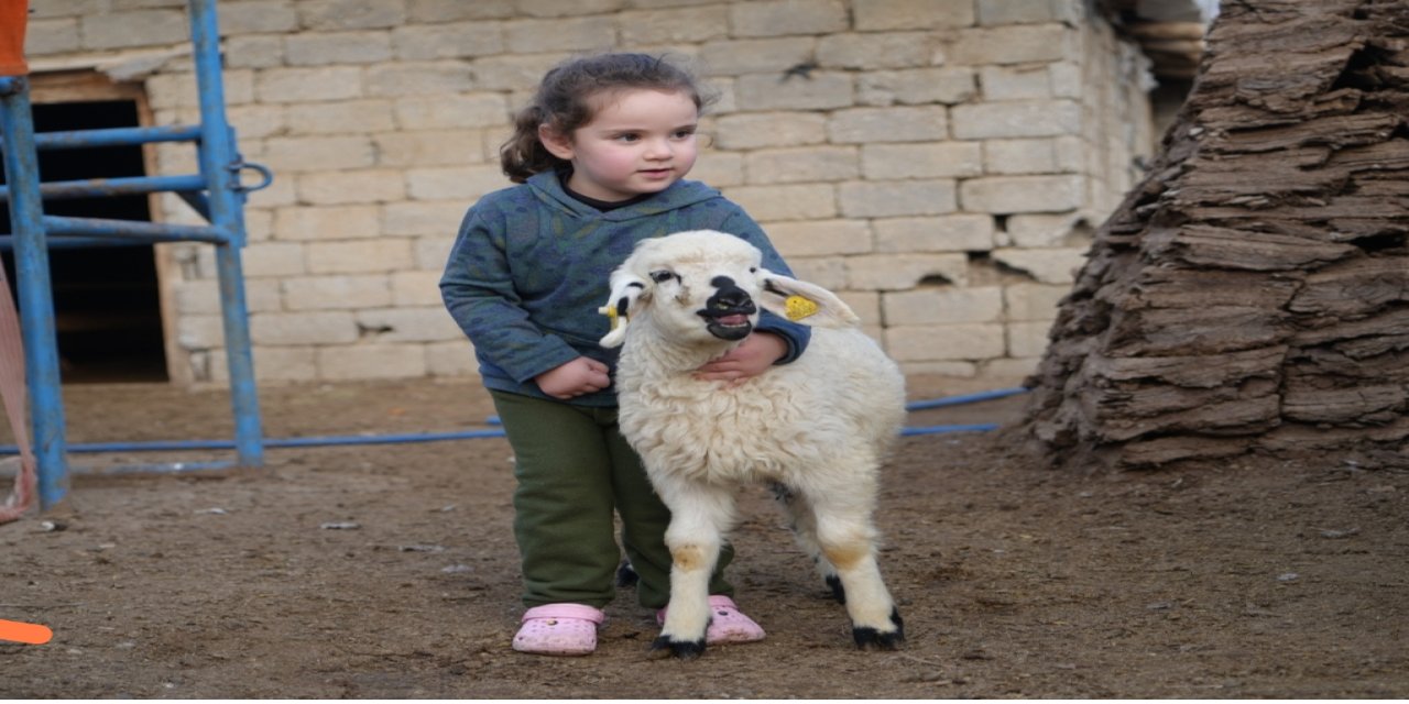 Muş’ta hayvan sayısı 1,4 milyonu aştı: 650 bin kuzu ve oğlak doğumu bekleniyor