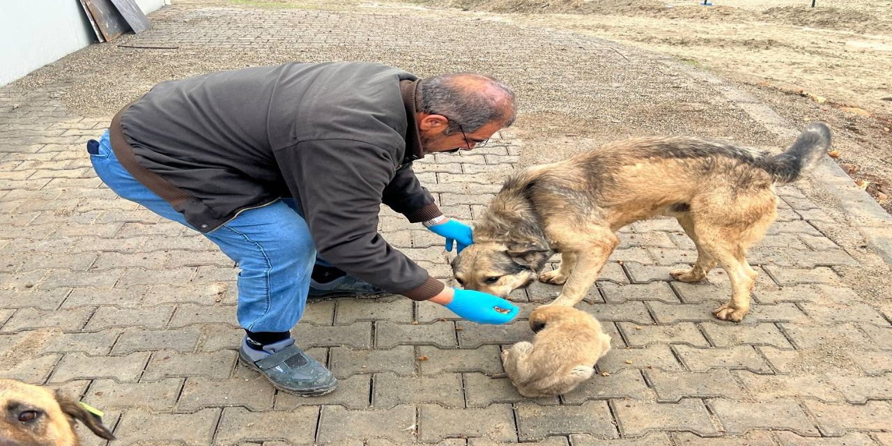 Atıklar Mamaya, Tasarruf Hizmete Dönüşüyor! Barınakta "Tam Kapasite" Üretim