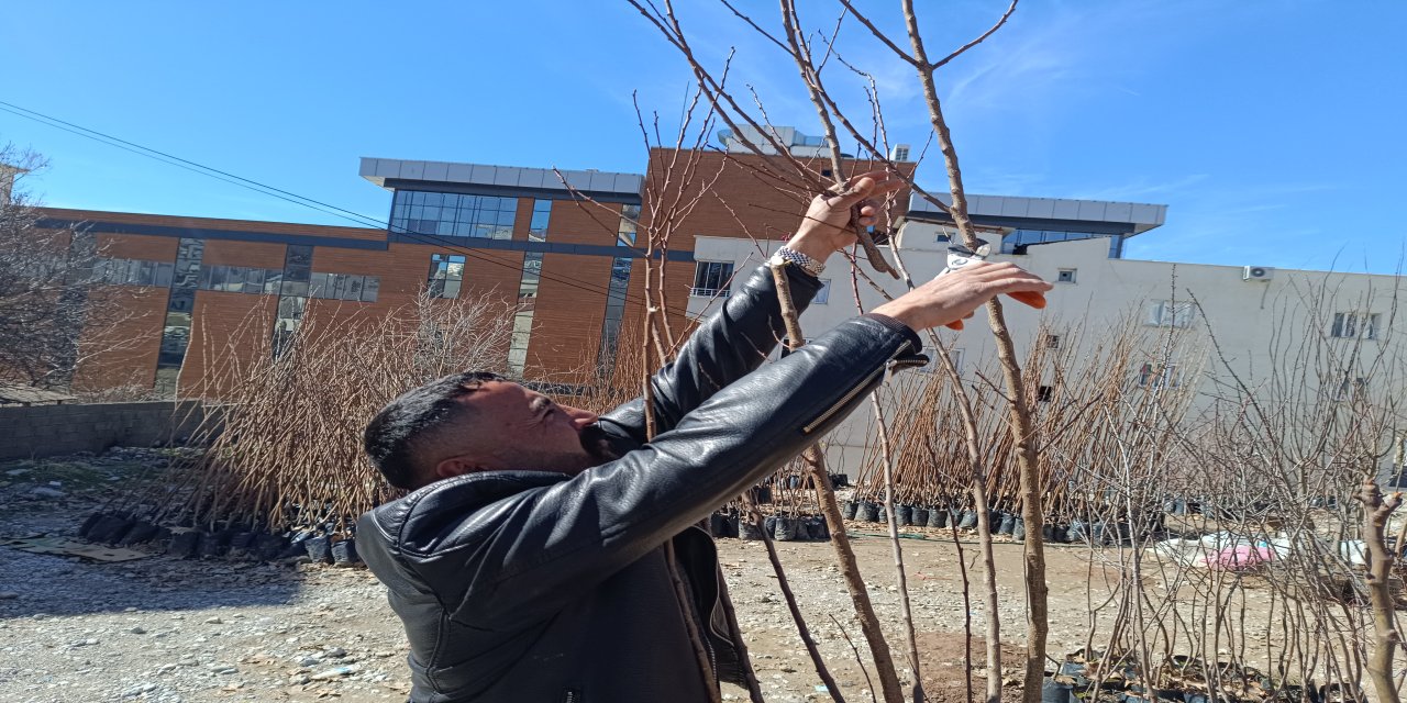 Şırnak’ta Fide Sezonu Başladı: 100 Çeşit Meyve ve Süs Bitkisi Satışta