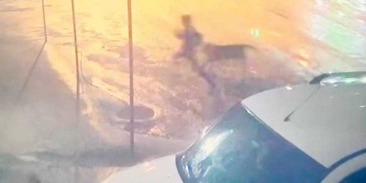 Sahipsiz köpek dehşet satı 10 yaşındaki çocuğu parçanlanmaktan vatandaşlar kurtardı