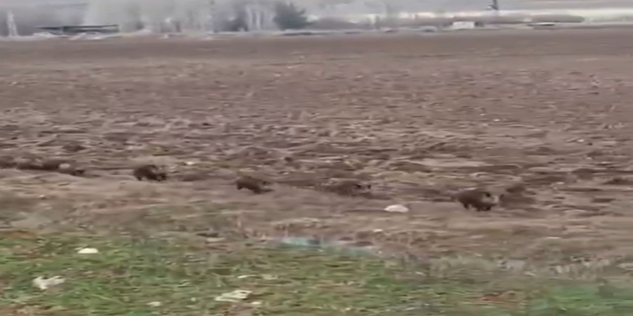 Kurtalan’da "Domuz Konvoyu"! Onlarca Domuzun Yolu Geçtiği Anlar Kamerada