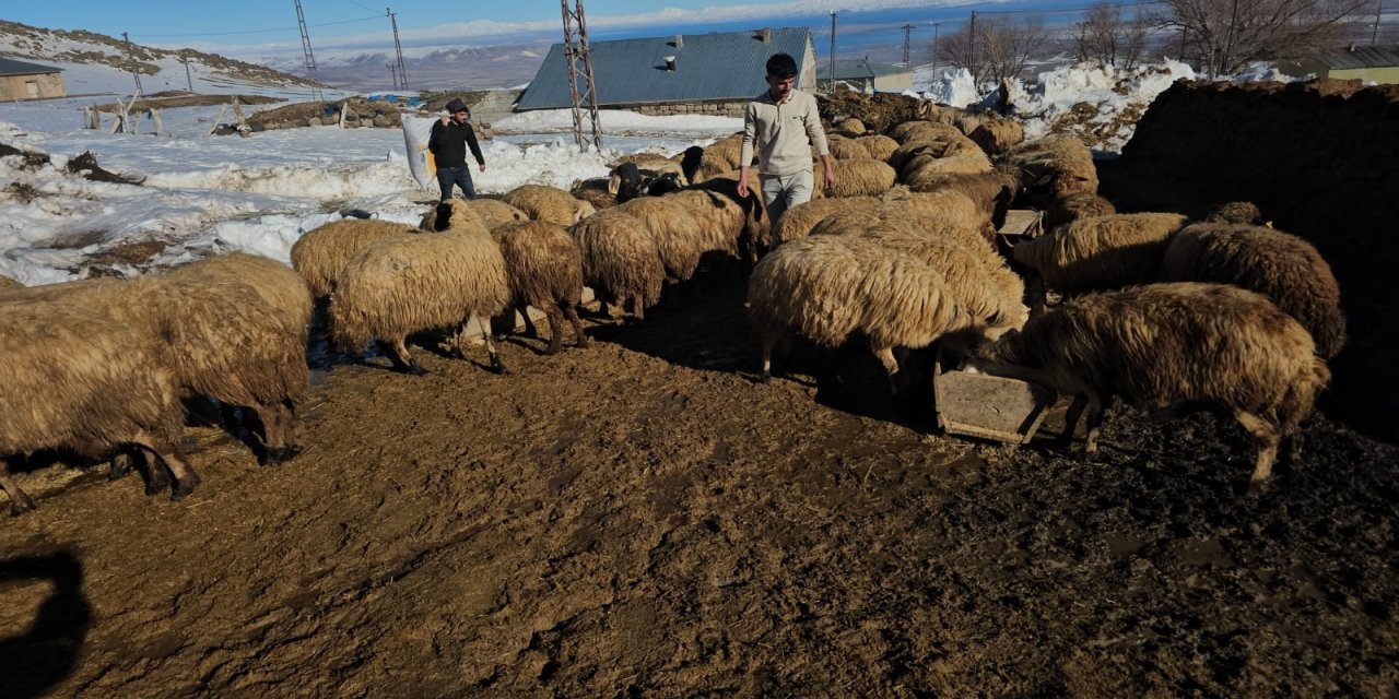 Sert Kış Besiciyi Vurdu: Hayvanlar Meraya Çıkamıyor