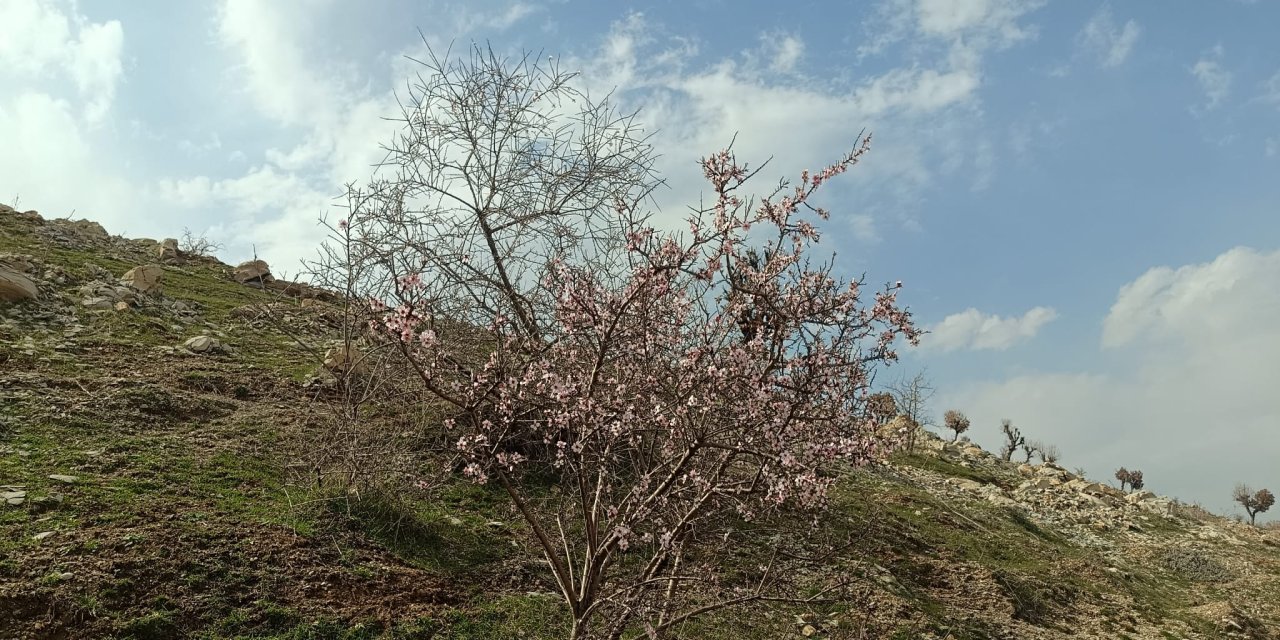 Şırnak’ta Şubat Ortasında Bahar Sürprizi: Yabani Bademler Çiçek Açtı