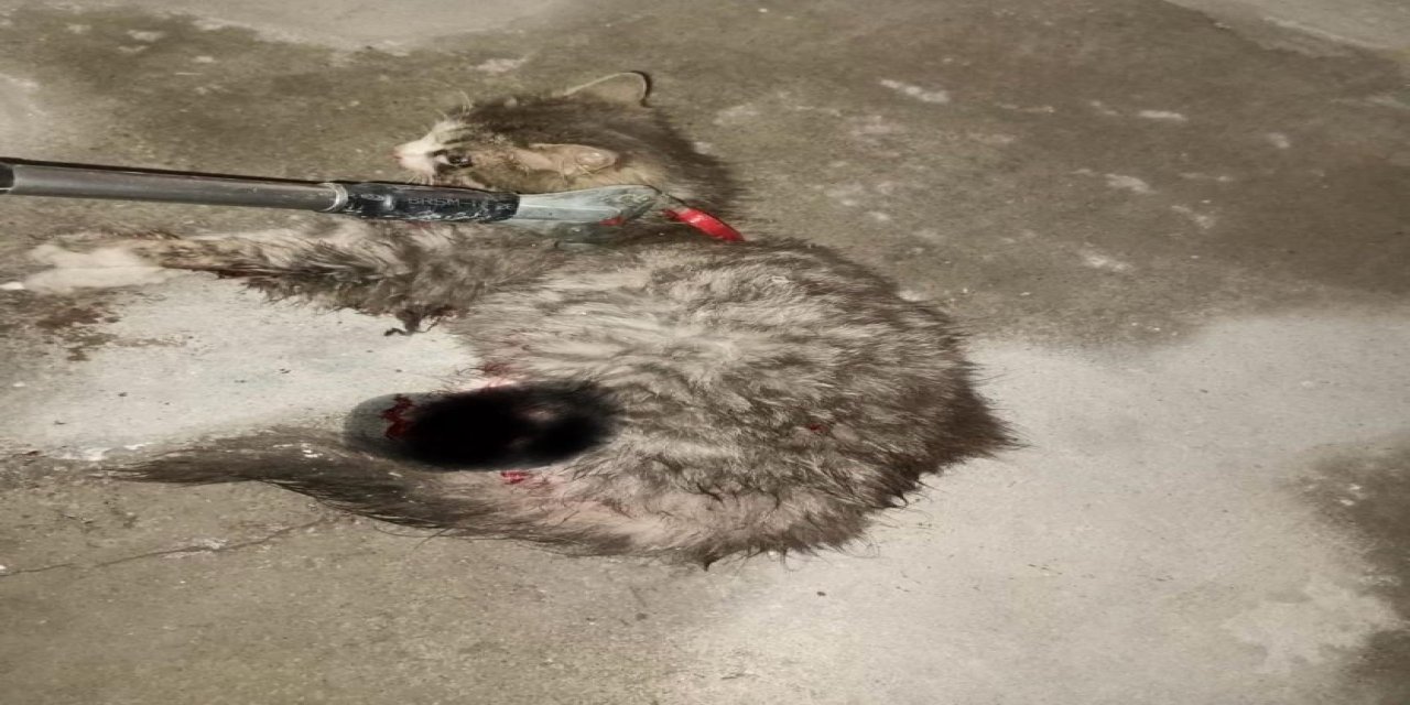 Ayvacık'ta otomobilde sıkışan kedi kurtarıldı