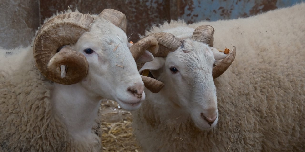 Hayvancılıkta yeni dönem; Koyunlara suni tohumlama geliyor