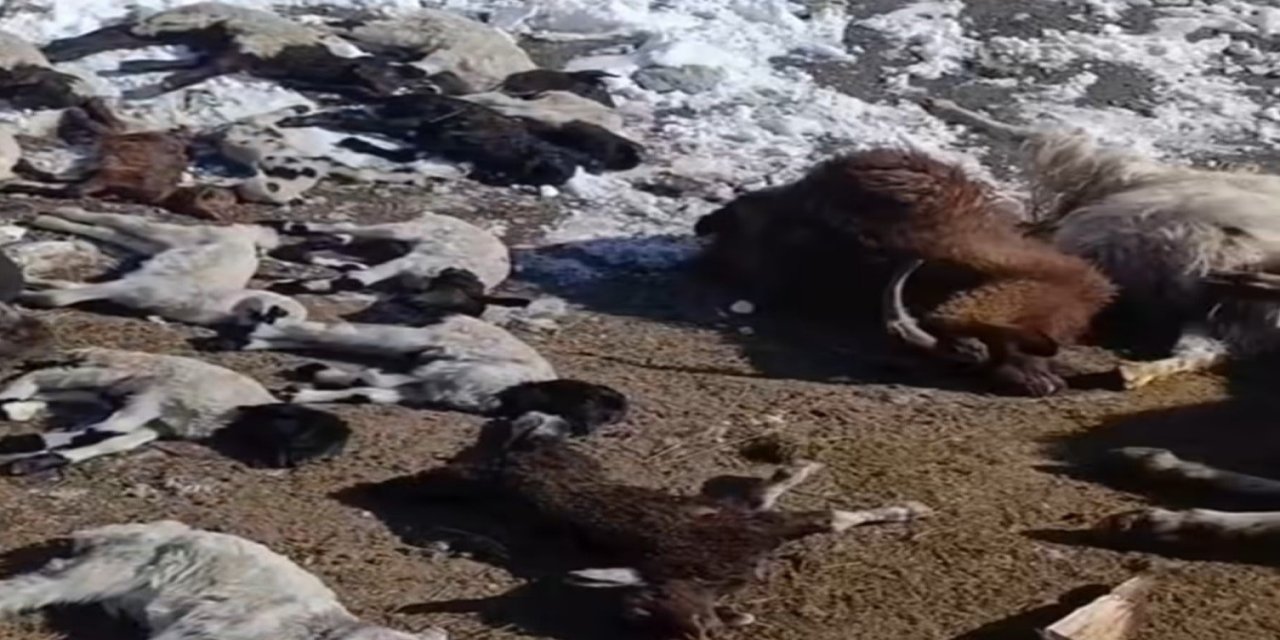 Van Başkale'de Ahır Yangını: 68 Hayvan Telef Oldu! Hasar Tespit Çalışması Başladı