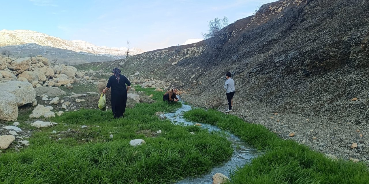 Şırnak’ta Yabani Dere Otu Sezonu Başladı: Doğadan Sofraya Şifa