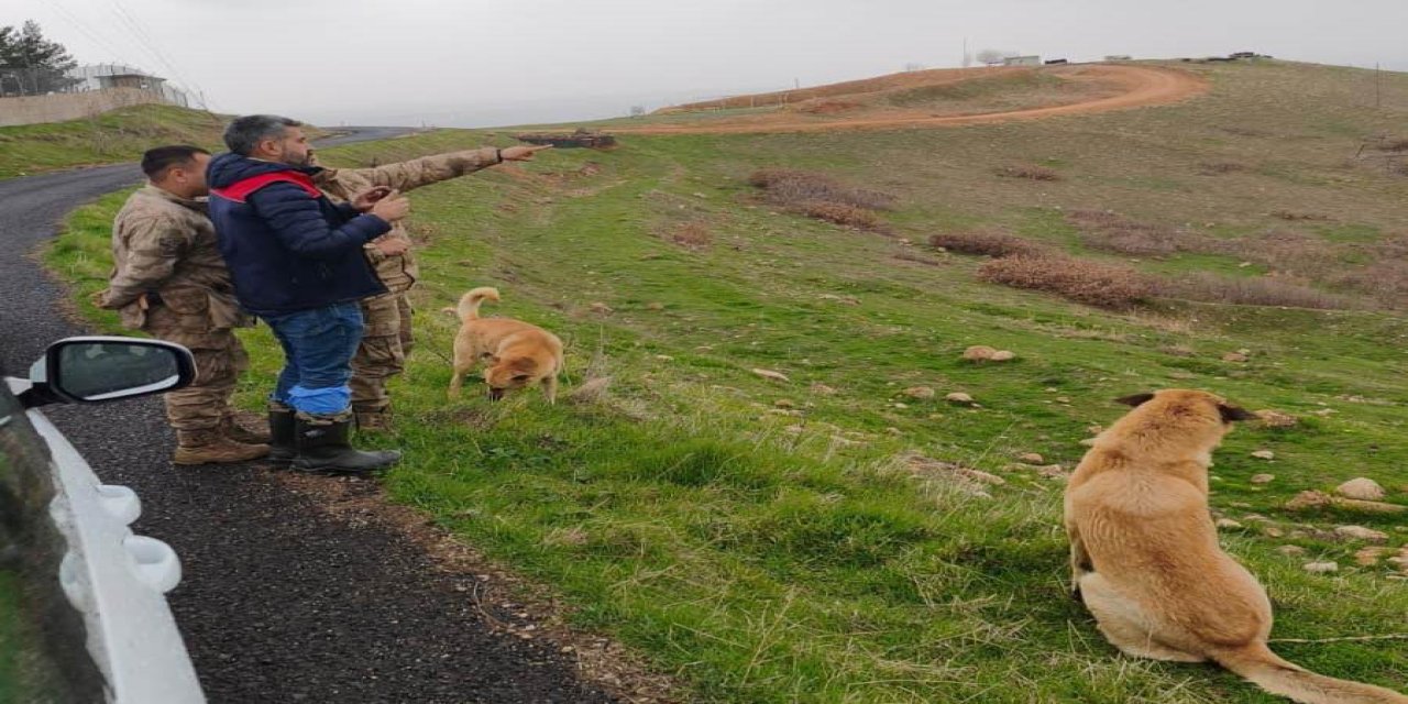 Şırnak’ta Hayvancılığa Mera Desteği