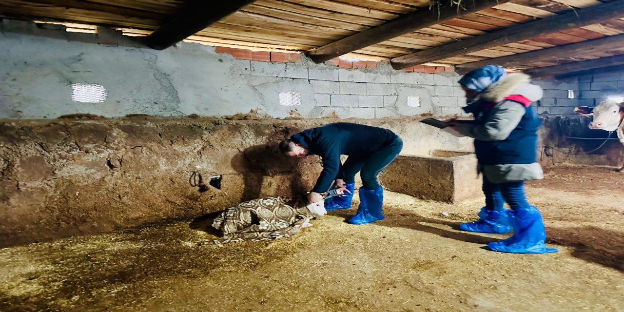 Şırnak Hayvancılığına Veteriner Güvencesi! Köy Köy Gezip Aşı Yapıyorlar