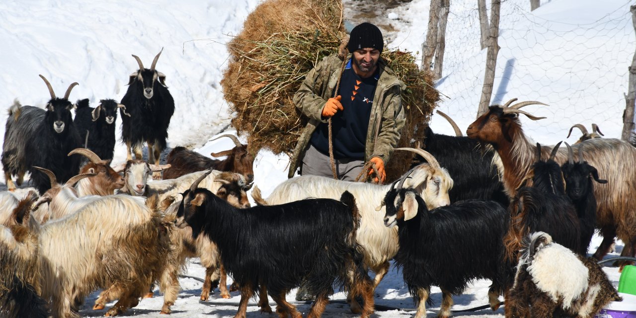 Şırnak'ta Keçi Besiciliği Yok olmaya Yüz tuttu!