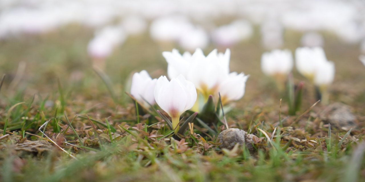 Muş Ovası’nda çiğdemler yeniden yüzünü gösterdi