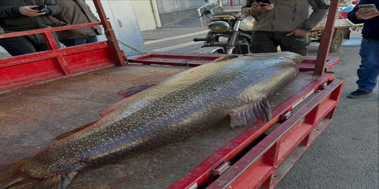 Fırat’tan Dev Çıktı! Çüngüş’te 100 Kiloluk Turna Balığı Yakalandı