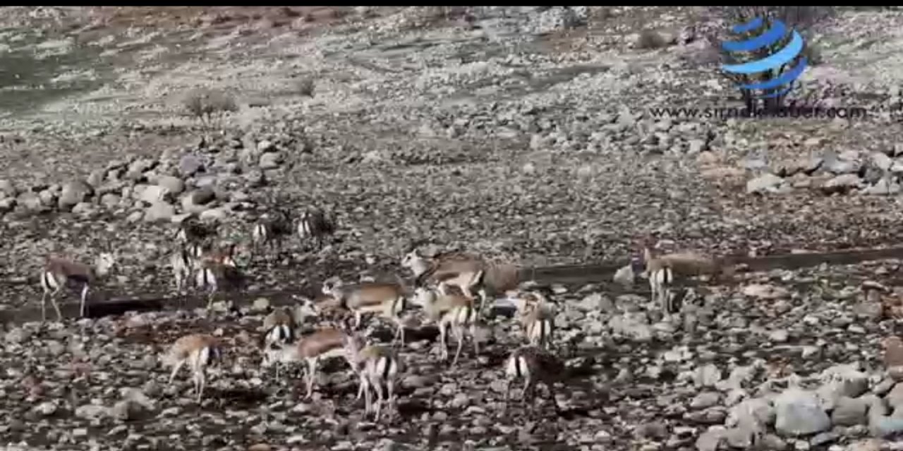 Cudi Dağı’nda ceylan popülasyonu 165’e ulaştı