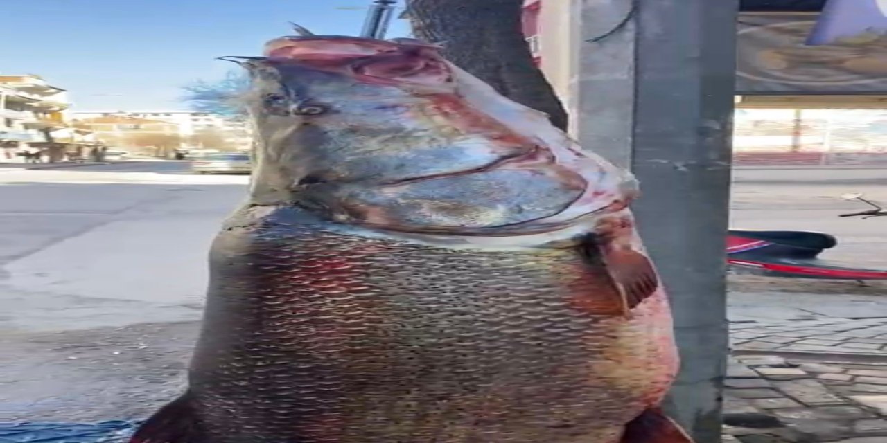 Elazığ’da 97 kiloluk dev turna balığı görenleri şaşırttı