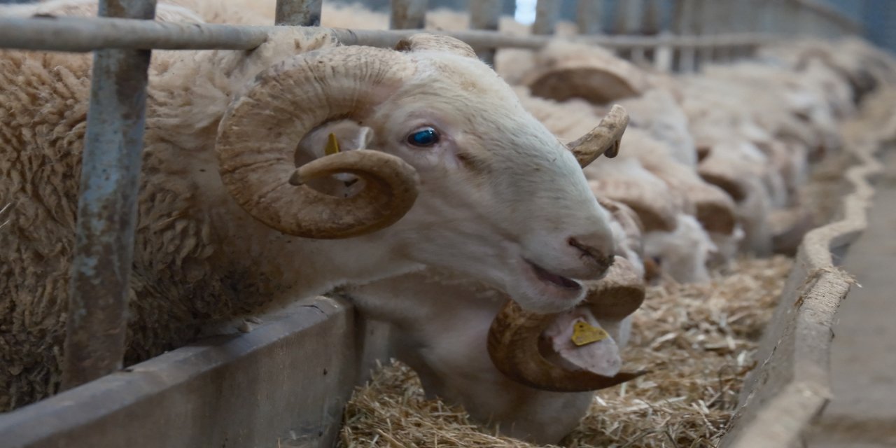 Fiyatı otomobil ile yarışıyor: 246 bin liralık şampiyonların yeni nesli satışa çıkıyor!