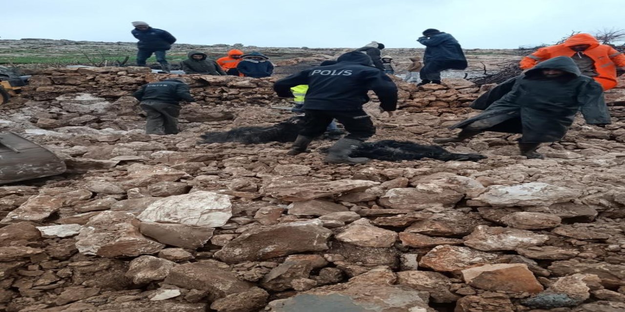 Mardin’de Yağış Sonrası Ahır Çöktü: 30 Küçükbaş Hayvan Telef Oldu