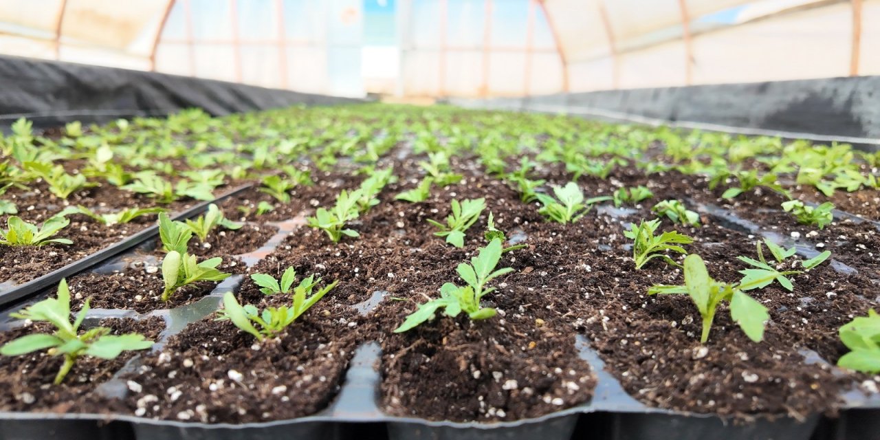 Şanlıurfa’da Çiçek Üretiminde Dev Hamle: 400 Bin Çiçekle Milyonluk Tasarruf