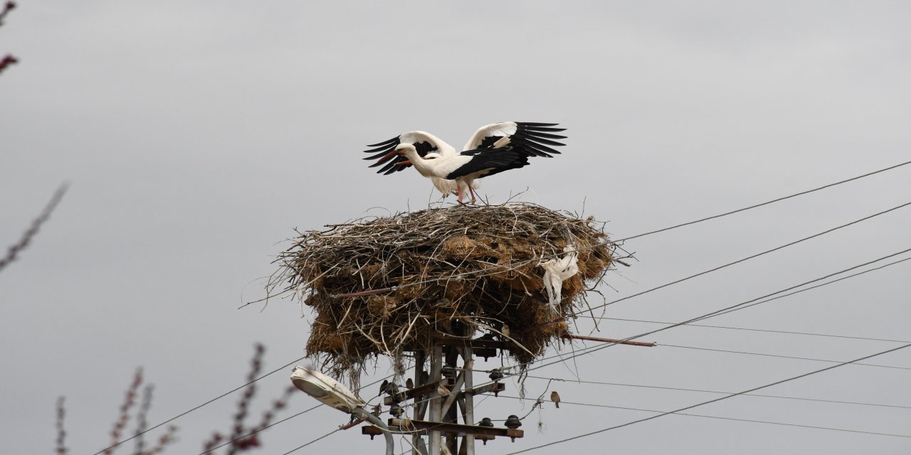 Yozgat’ta "Hacı Leylek" Sevinci: Yarım Asırlık Misafirler Yuvalarına Döndü