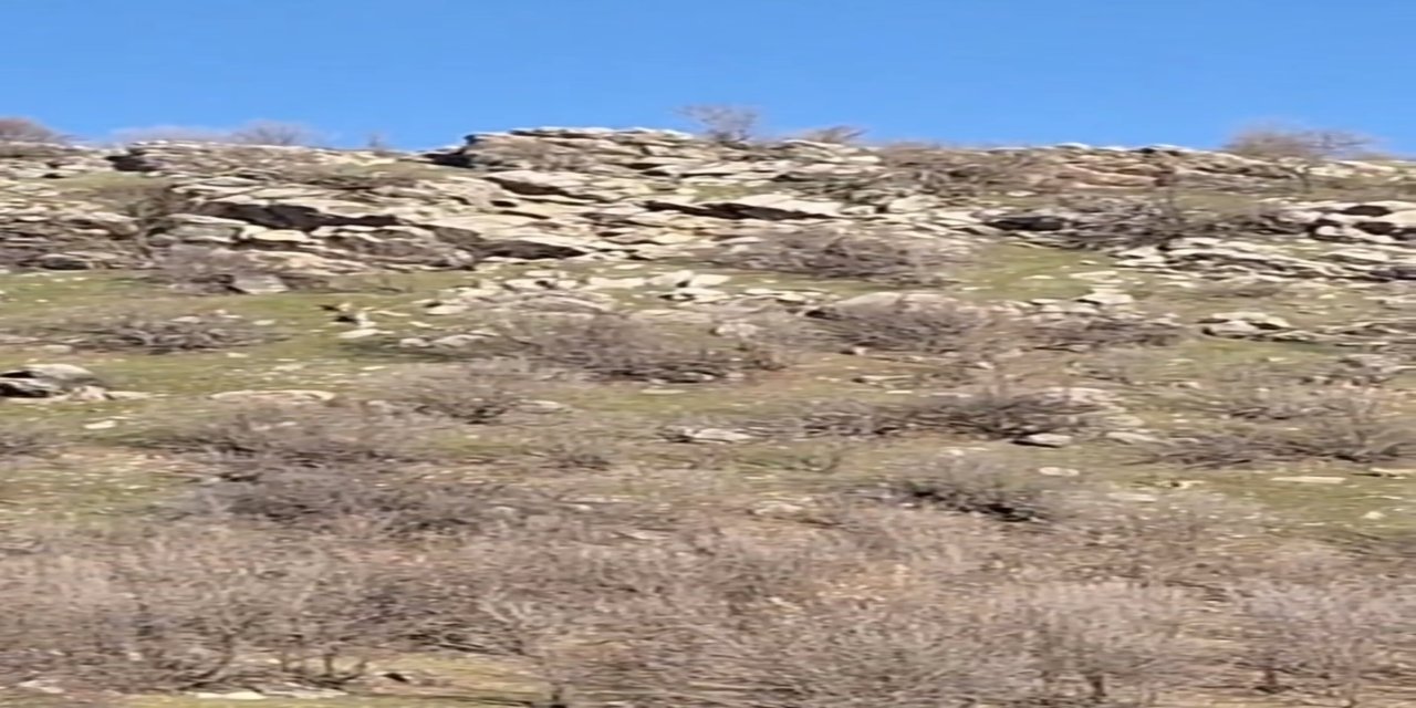 Diyarbakır'da sürü halinde dağ keçileri görüntülendi