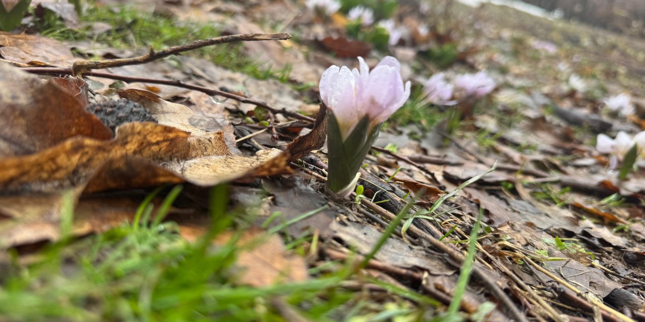 Şırnak’ta karlar arasında açan çiçekler şaşırttı