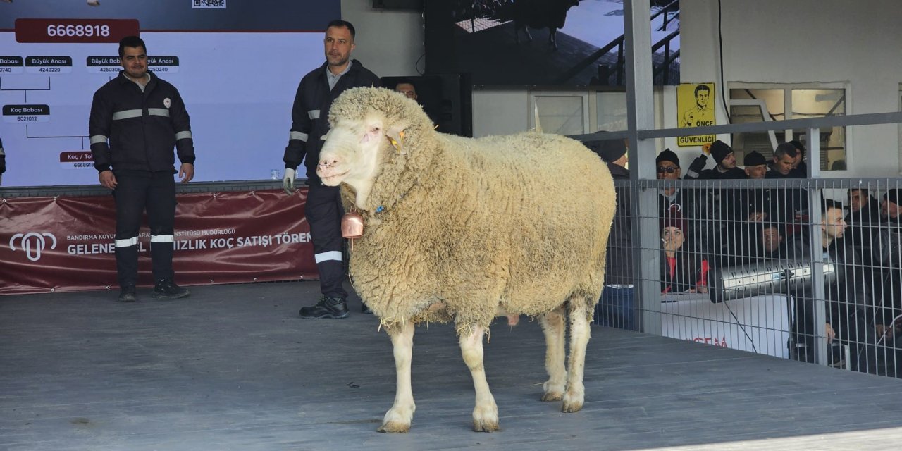 Bandırma'da Cumhuriyet Tarihi Rekoru: Tek Bir Koç 1 Milyon 110 Bin Liraya Satıldı!
