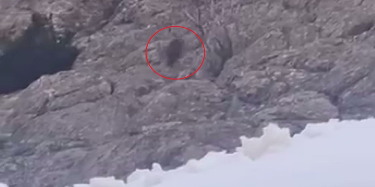Dondurucu Soğukta Yaşam Mücadelesi: Aç Kalan Ayı Mezra Köyü’nde Ortaya Çıktı