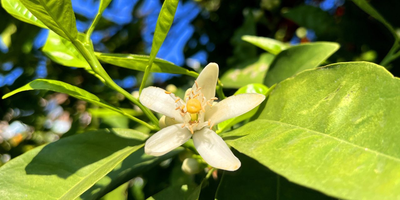 Adana Beyaza Büründü, Şehri "Mest Eden" Koku Sardı