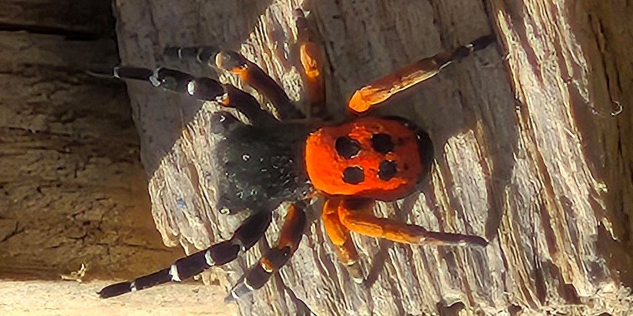 Akdeniz ve Orta Asya'nın nadir türü Elazığ'da ortaya çıktı