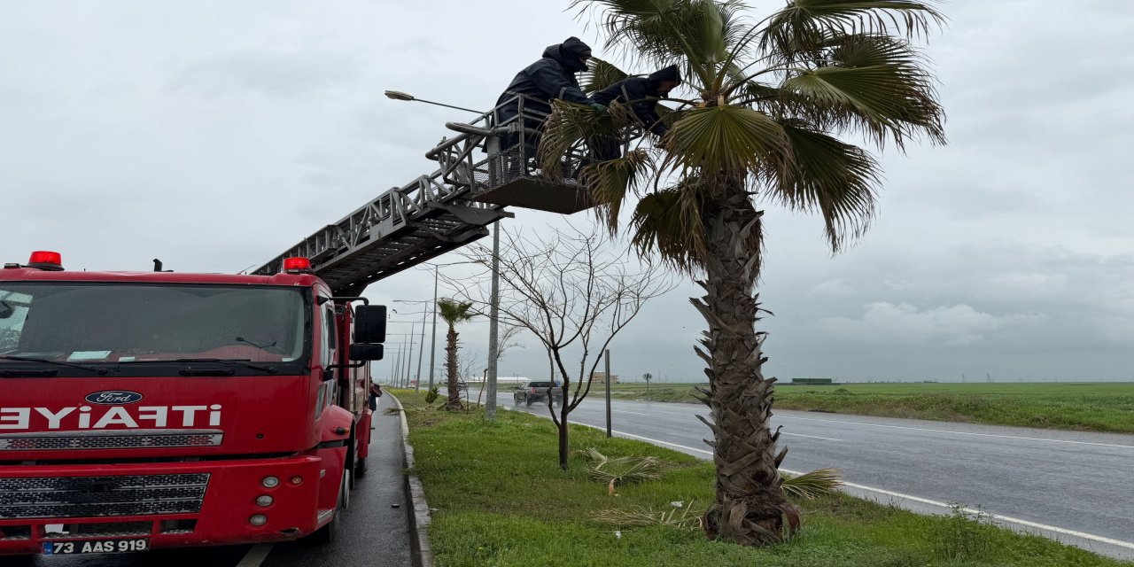 Silopi’de Orta Refüjde Bakım ve Budama Çalışması