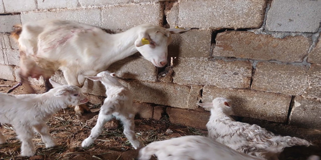 Sütü Şifa, Doğumu Bereket: Saanen Keçisi Dördüz Yavruyla Yüz Güldürdü