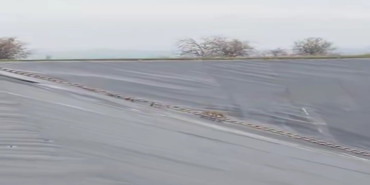 Yapay gölete düşen çakal merdivenle kurtarıldı