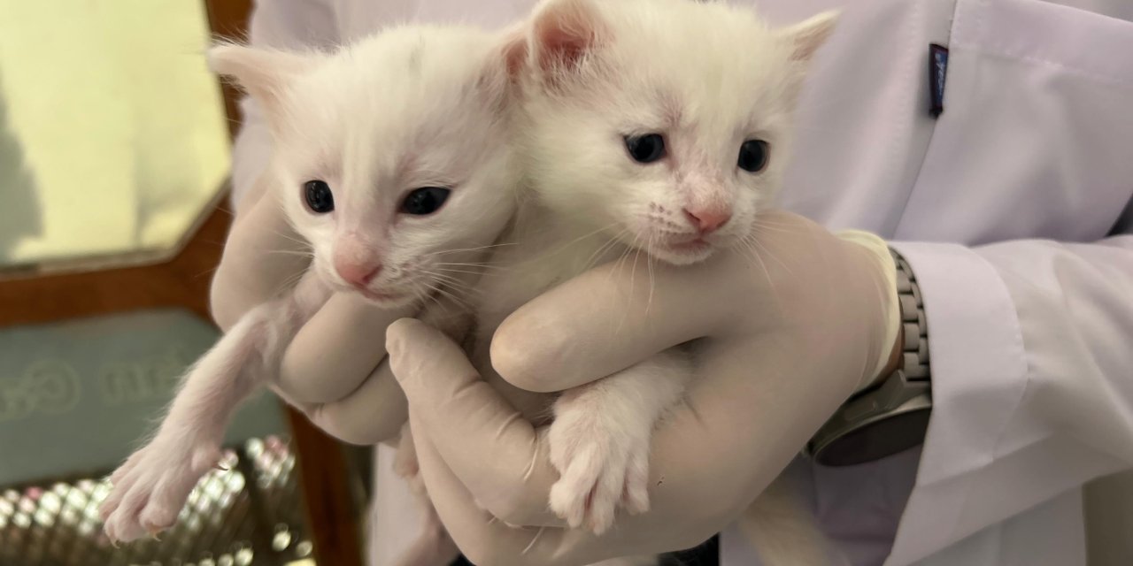 2026 yılının ilk Van kedisi yavruları doğdu