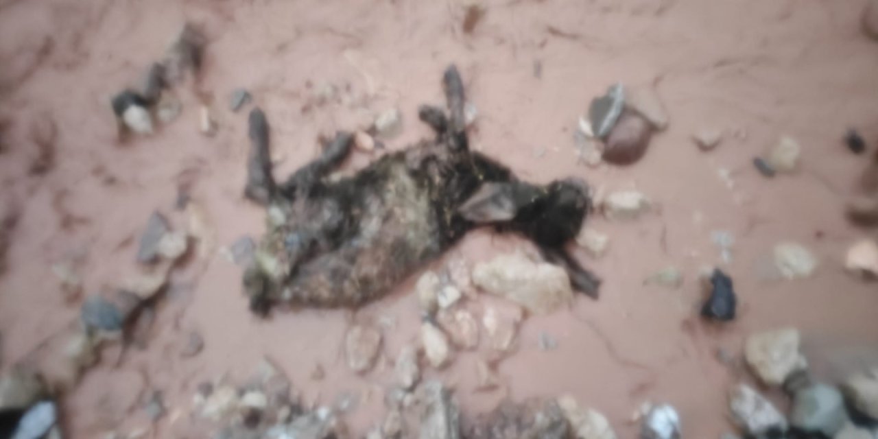 Şırnak’ta sel felaketi göçerleri vurdu, hayvanlar telef, çadırlar sular altında