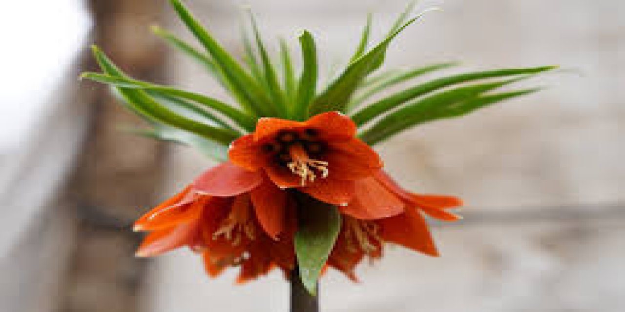 Sadece 20 gün yaşıyor: Bu çiçeği koparmanın cezası 700 bin lirayı buluyor