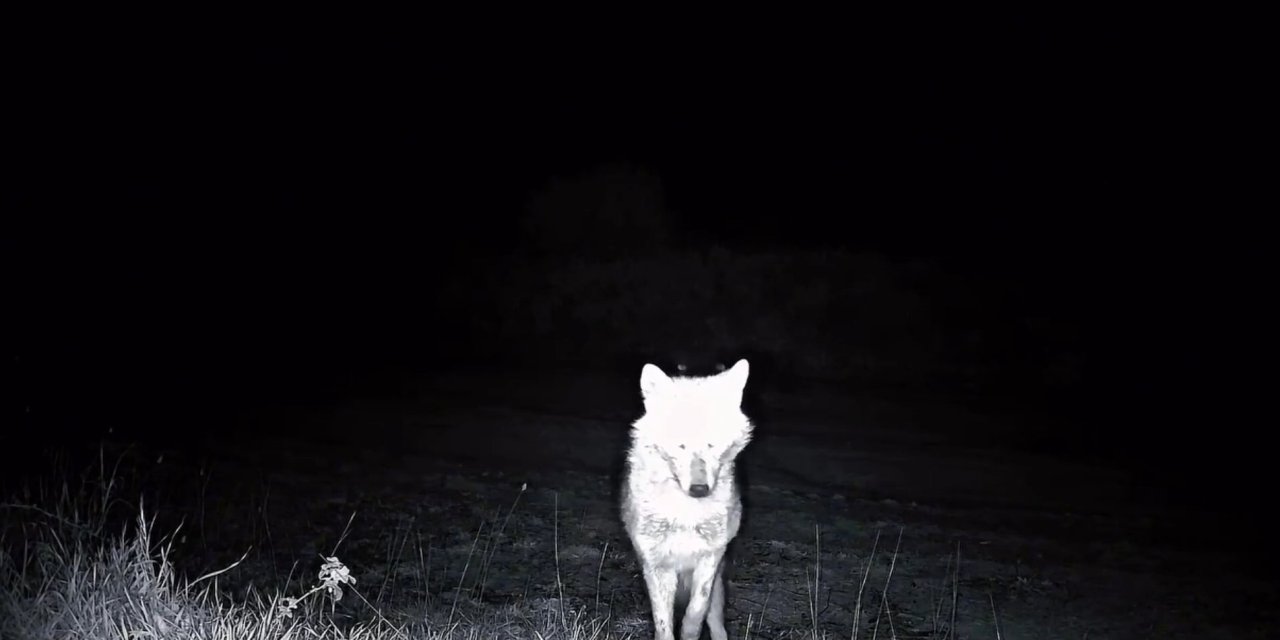 Ganos Dağları’nda Görünmez Gözler Kayıtta! Yaban Kedisi ve Kurtlar Görüntülendi