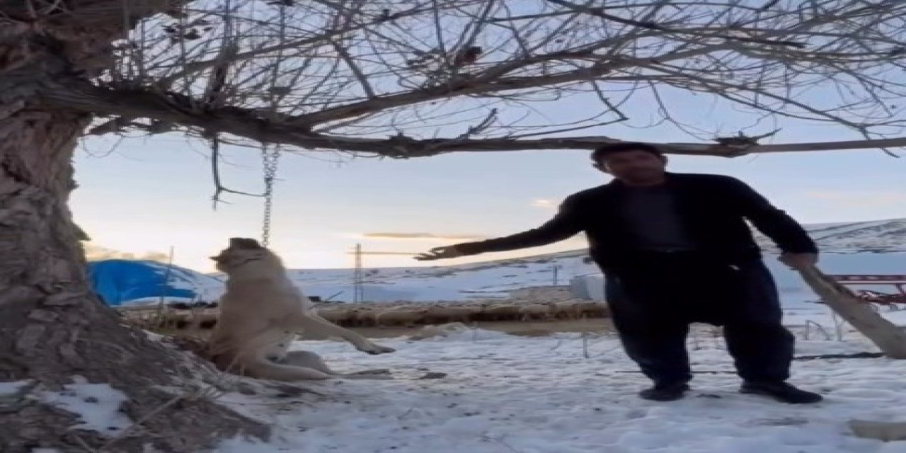 Köpeği zincirle ağaca asarak öldüren şahıs gözaltına alındı