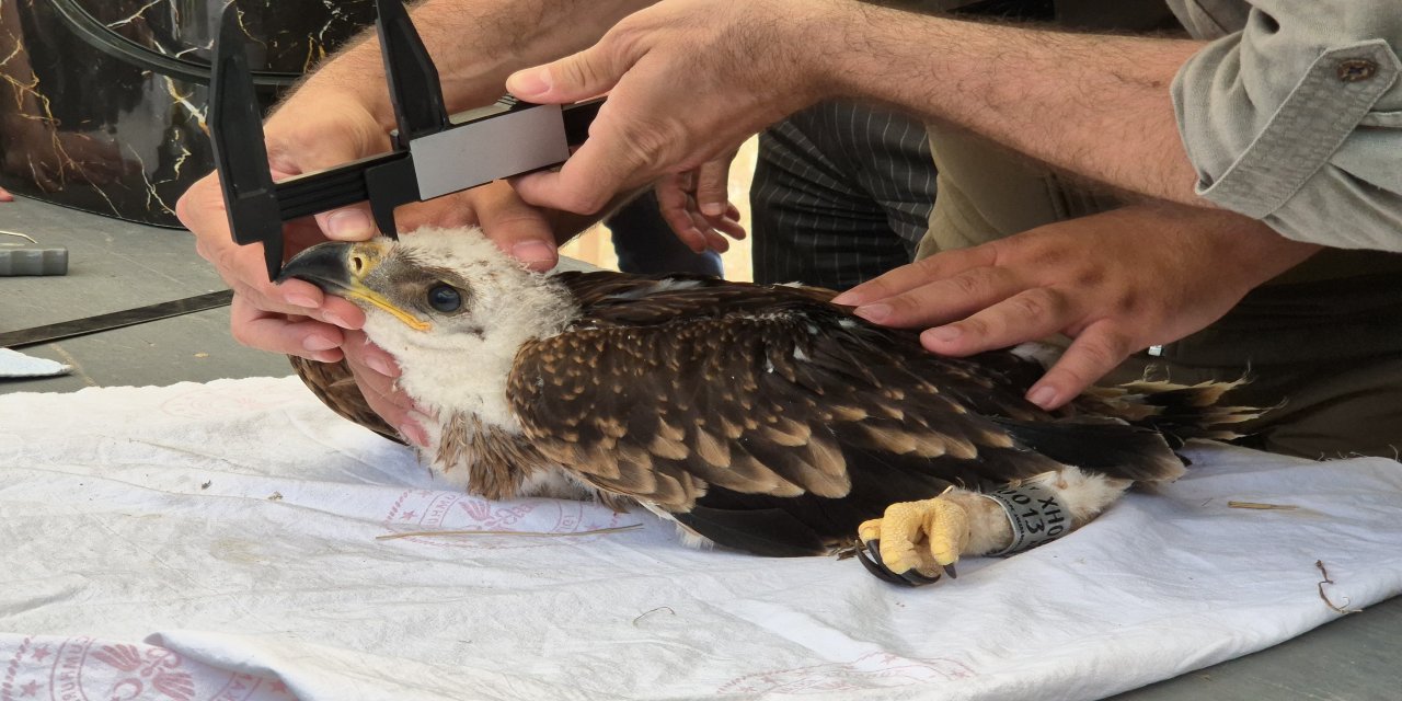 Nesli Tehlikede: Şah Kartalları GPS ile Takip Ediliyor