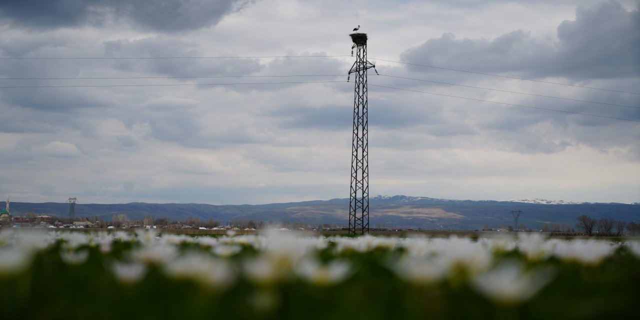 Baharın Müjdecisi Leylekler Yumurtlamaya Başladı