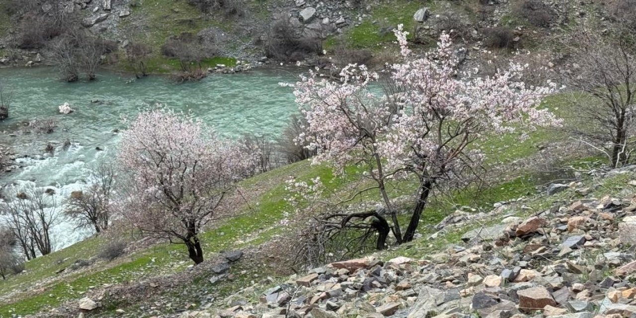 Şırnak’ta Badem Ağaçları Renk Cümbüşüne Büründü