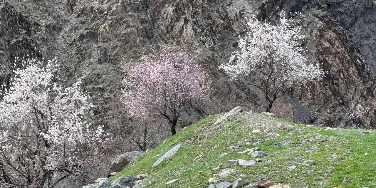 Şırnak'ta 25 Gün Gecikti, Doğa Şölene Döndü