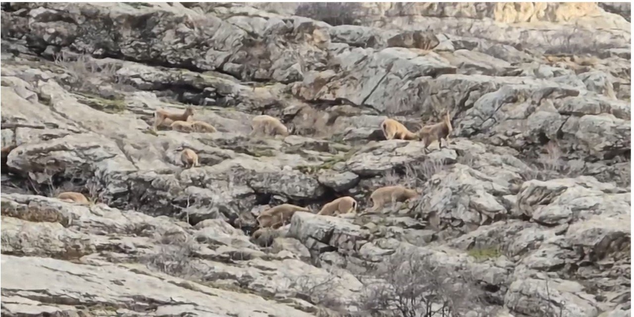 Sümbül Dağı’nda Görsel Şölen: Dağ Keçileri Sürü Halinde Görüntülendi