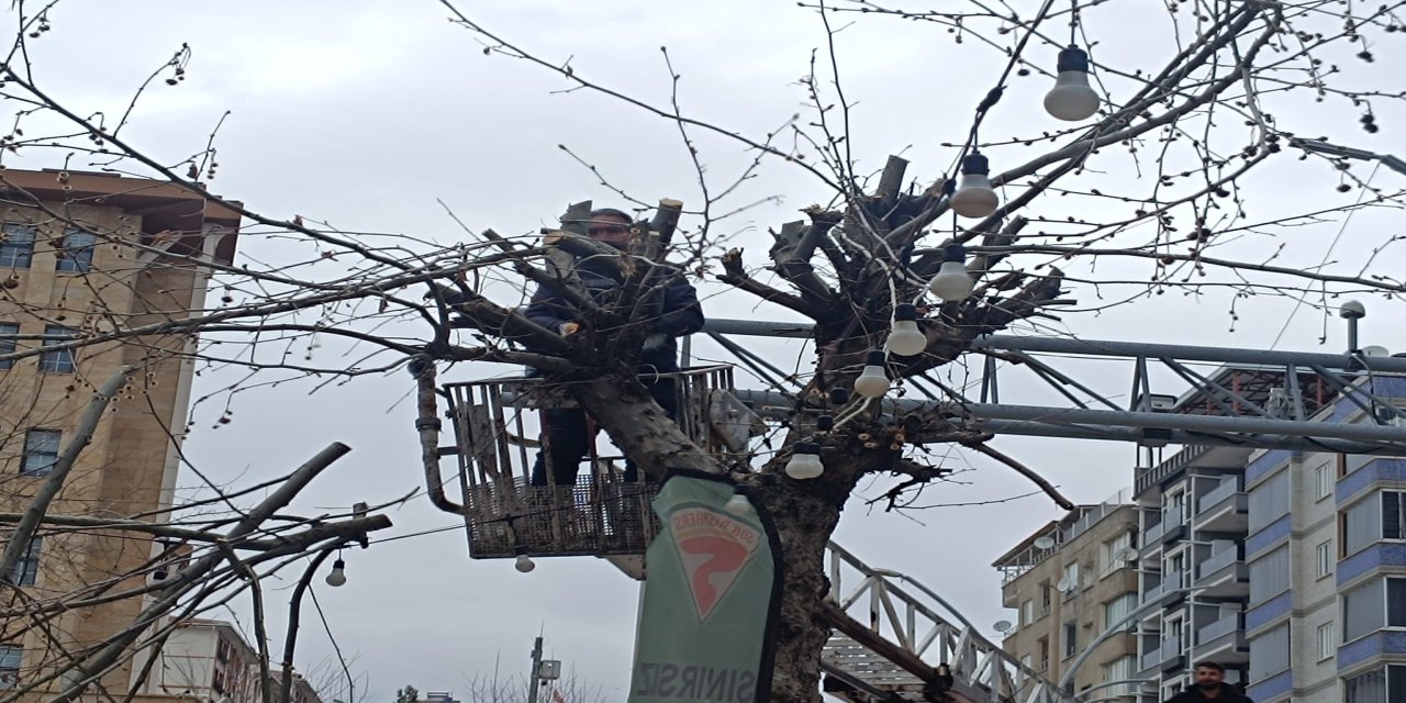 Şırnak’ta Budama Çalışmalarına Vatandaştan Tam Not