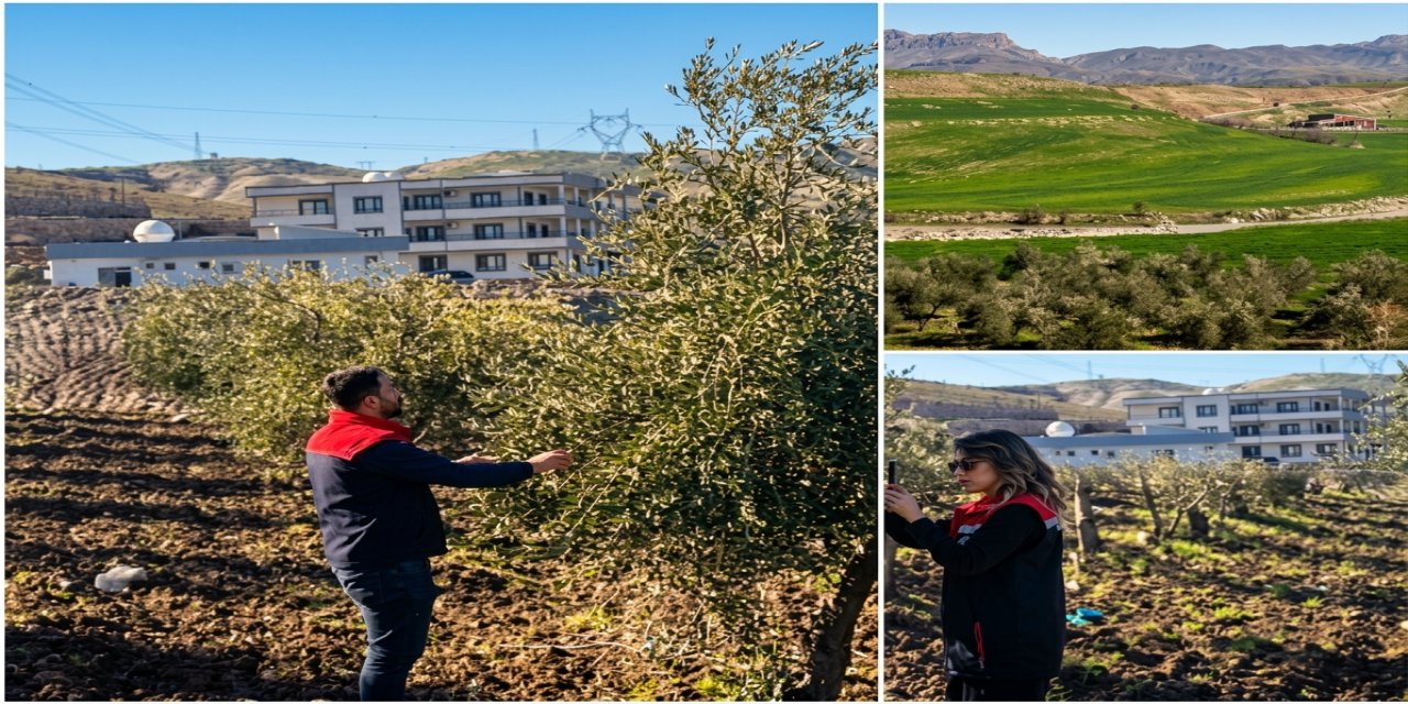 Şırnak’ta Zeytin Bahçelerinde Zararlı Kontrolleri Sürüyor