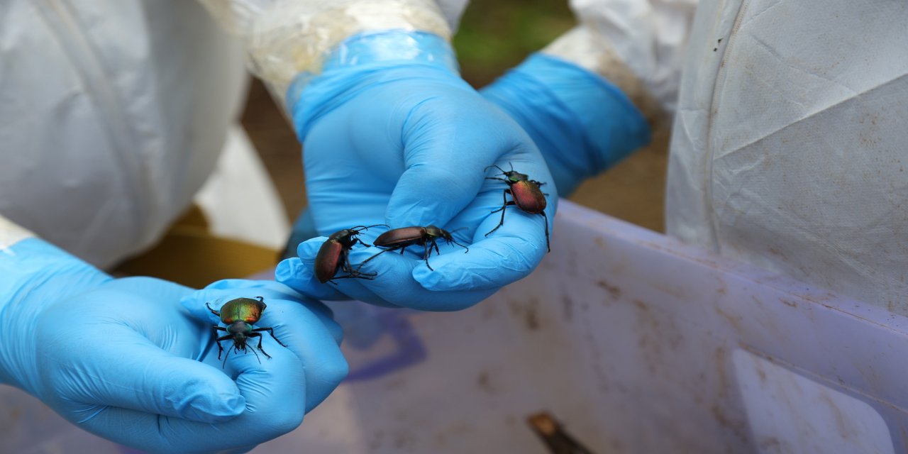 Terminatör böcekler iş başında
