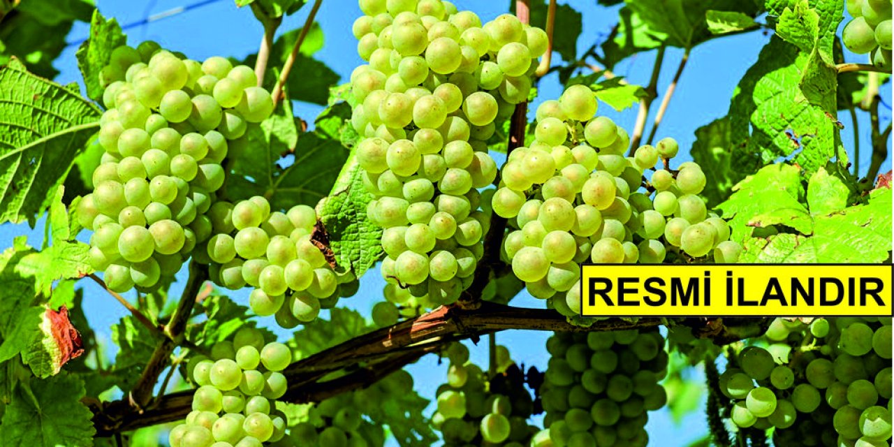 ŞIRNAK İL TARIM VE ORMAN MÜDÜRLÜĞÜ DEMİR AKSAMLI DİREK, GALVANİZ TELİ, ASMA FİDANI VE T TANIRIM LEVHASI ALACAK